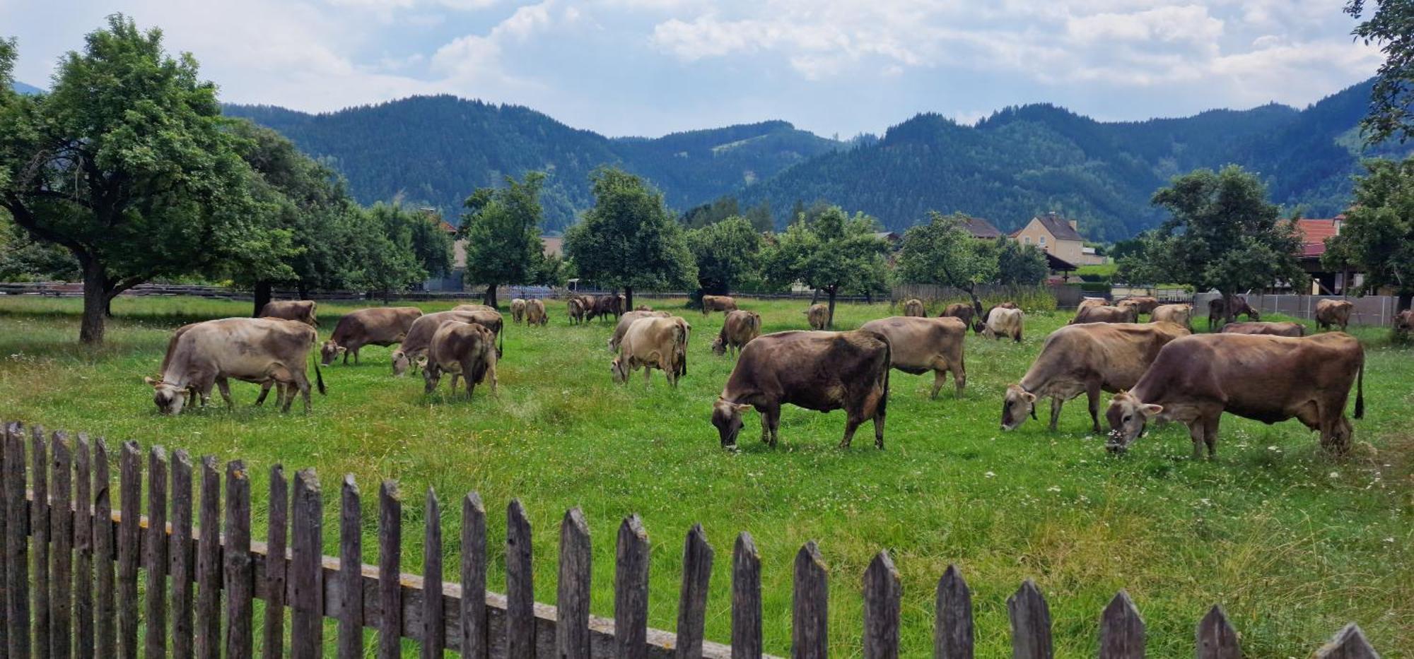 Flat Bull Appartement Mit Garten Sankt Lorenzen bei Knittelfeld ภายนอก รูปภาพ